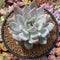 Echeveria 'Elegans Potosina' 5" Succulent Plant