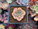 Echeveria sp. 1" Succulent Plant