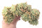 Echeveria Pastel Crested Cluster Extra Large 8” Rare Succulent Plant