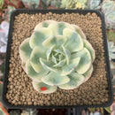 Echeveria 'Compton Carousel' 2"-3" Succulent Plant