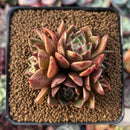Echeveria Agavoides 'Rudolph' 3" Cluster Succulent Plant