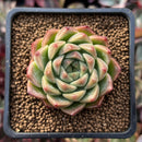 Echeveria 'Red Mill' 2" Seed-grown New Hybrid Succulent Plant