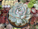 Echeveria 'Orange Monroe' 4"-5" Succulent Plant