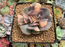 Echeveria 'Cubic Frost' Variegated 2" Succulent Plant