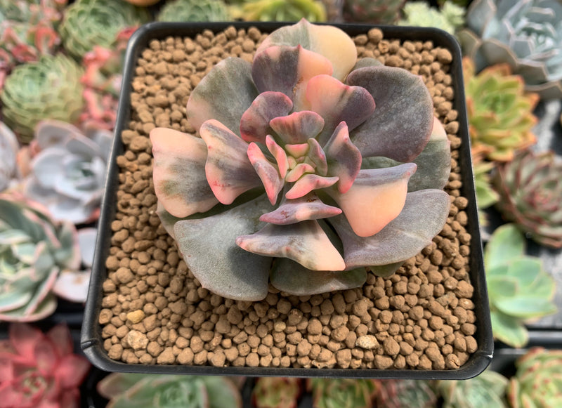 succulent cube Echeveria 'Cubic Frost' Variegated 2" Succulent Plant
