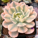 Echeveria Runyonii Variegated (Aka Echeveria 'Akaihosi' Variegated) 2" Succulent Plant