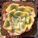 Echeveria 'Enfant' Variegated 3" Succulent Plant