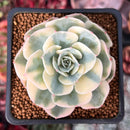 Echeveria 'Compton Carousel' 2" Succulent Plant