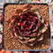 Echeveria Agavoides 'Eclipse' 3" Succulent Plant