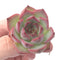Echeveria 'Estrella' 1”-2" Rare Succulent Plant