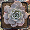 Echeveria 'Grouse' 3" Succulent Plant