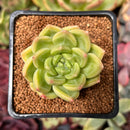 Echeveria 'Super Jelly' 2" Succulent Plant