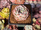 Echeveria 'Pinkmoon Shower' 2" Succulent Plant