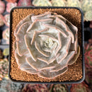 Echeveria 'Lilacina' Marble Variegated 3" Succulent Plant