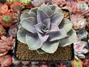Echeveria 'Perle Von Nurnberg' Light Variegated 3" Succulent Plant