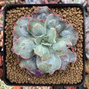 Echeveria 'Blue Spur' 4" New Hybrid Succulent Plant