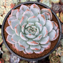 Echeveria 'Laui' x 'Lindsayna' 4" Powdery Succulent Plant