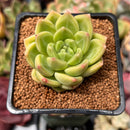 Echeveria 'Super Jelly' 2" Succulent Plant