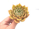 Echeveria Agavoides sp. Round Leaf Clone  3" Rare Succulent Plant