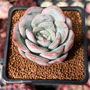 Echeveria 'Milk Rose' 2" Succulent Plant