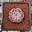 Echeveria 'Herbion' 1" Succulent Plant