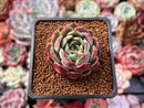 Echeveria 'Red Apple' 1"-2" Succulent Plant