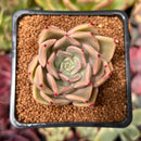 Echeveria Agavoides 'Sunny' 2" Succulent Plant