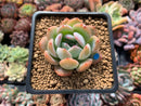 Echeveria 'Star Mark' 2" Succulent Plant