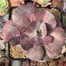 Echeveria 'Suyon Frill' Variegated 3" Succulent Plant