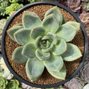 Echeveria 'White Champaign' 4" Succulent Plant