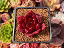 Echeveria Agavoides 'Red Plum' 2" Succulent Plant