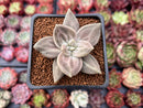 Echeveria 'Xichuensis' 2" Succulent Plant