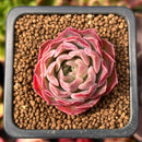 Echeveria 'Mohican' 1" Succulent Plant