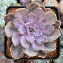 Echeveria 'Perle von Nurnberg' Variegated 3" Succulent Plant