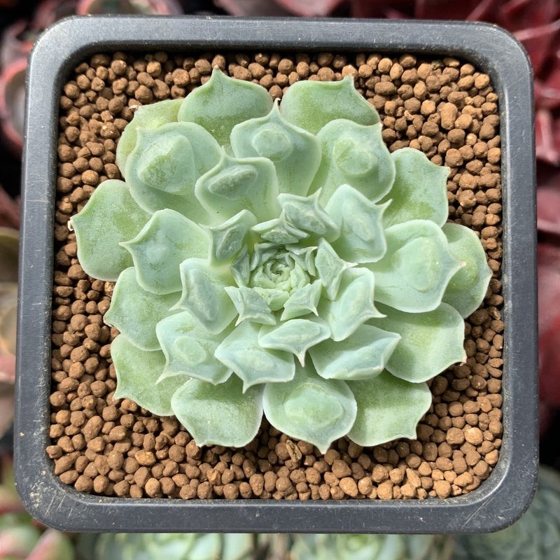small rosette succulent Echeveria 'Hearts Choice' 1" Small Succulent Plant