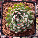 Echeveria 'Karen' 2"-3" Succulent Plant