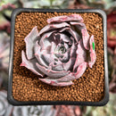 Echeveria 'Pinky' 2" Succulent Plant