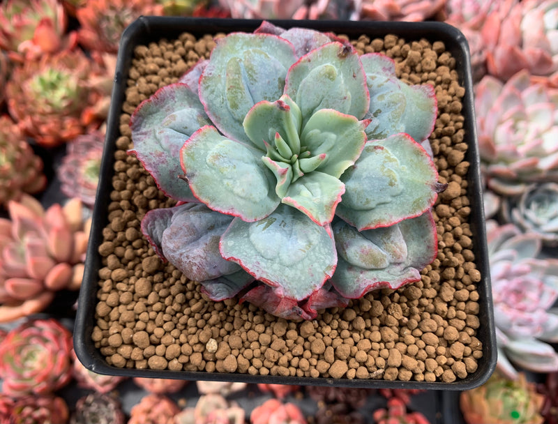 Echeveria 'Blue Spur' 4