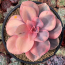 Echeveria 'Rainbow' Variegated 4" Succulent Plant