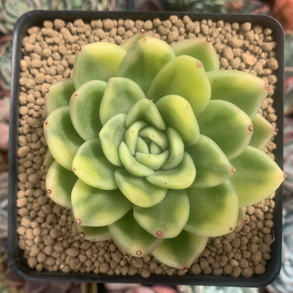 gilva succulent Echeveria Agavoides 'Gilva' Variegated 3" Succulent Plant – True Succulents  Plant Co
