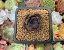 Echeveria 'Black Raccoon' New Hybrid 1" Succulent Plant
