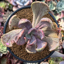 Pachyveria 'Jocelyns Joy' Variegated 3" Succulent Plant