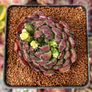 Echeveria 'Scorpio' 2" Succulent Plant