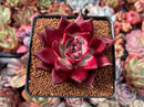 Echeveria Agavoides 'Jessie' 3" Succulent Plant