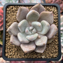 Echeveria 'Jinjuhee' 2" Powdery Succulent Plant