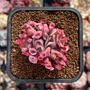 Echeveria 'Trumpet Pinky' 2" Cluster Succulent Plant