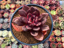 Echeveria 'Love and War' 3" Succulent Plant *Blemished Lower Leaves*