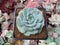 Echeveria 'Rosalina' 2" Succulent Plant