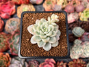 Sedum 'Clavatum' Variegated 2" Succulent Plant