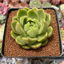 Echeveria Agavoides 'Sugar Ball' 2"-3" Succulent Plant